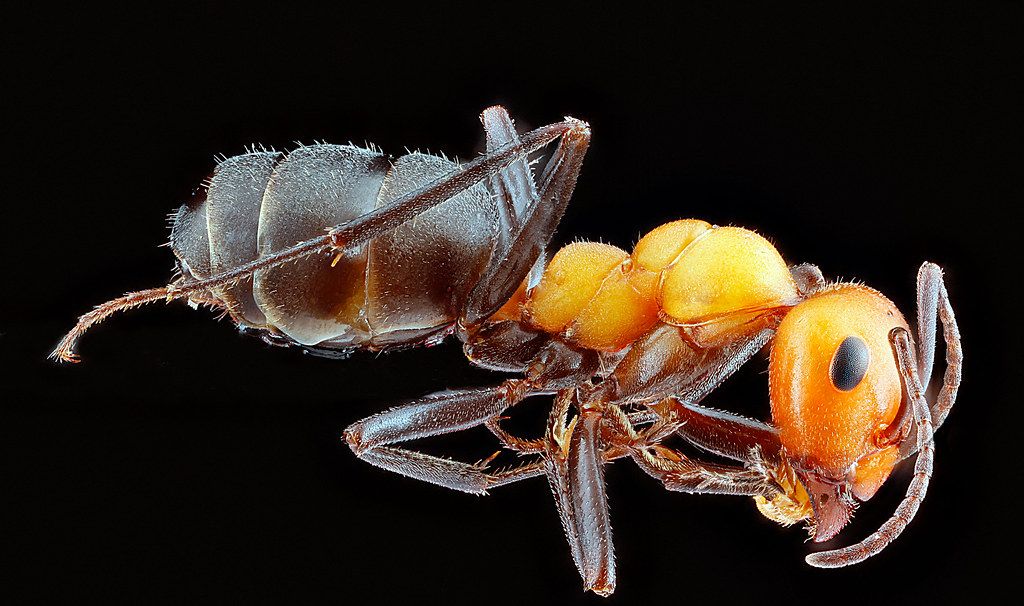 Ant Control service in Menifee, CA