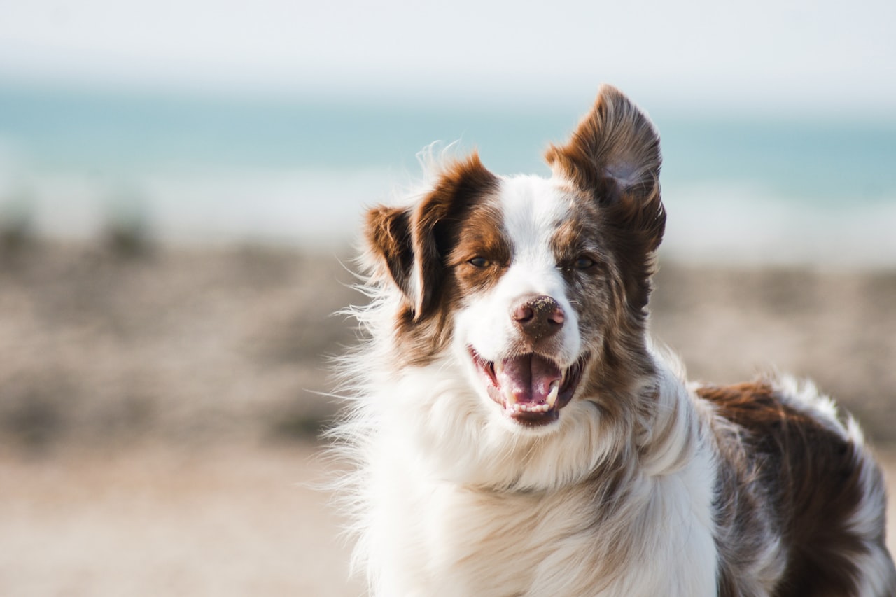 Flea & Tick Control service in Menifee, CA