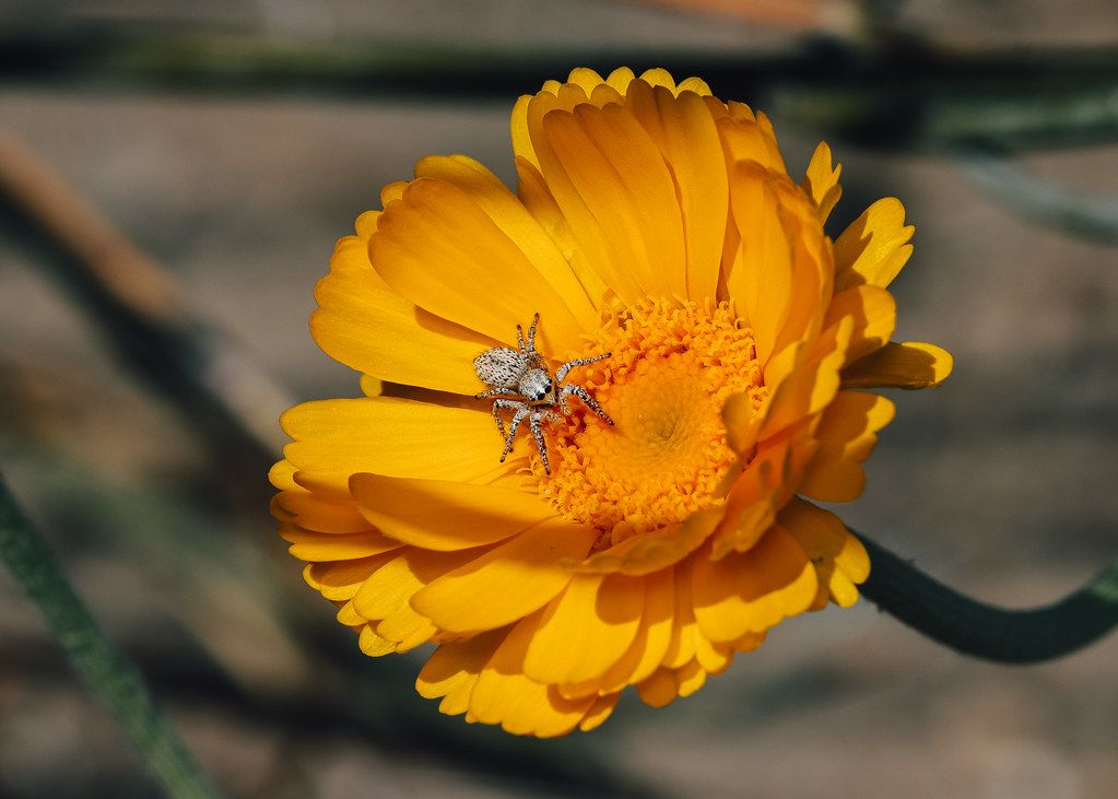 Spider Control service in Menifee, CA